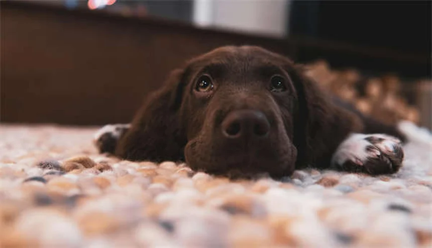 Clopidogrel per cani e gatti: guida completa all'anticoagulante veterinario