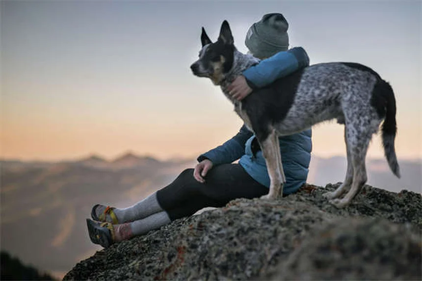 Cisti orali nei cani: sintomi, cure e prevenzione
