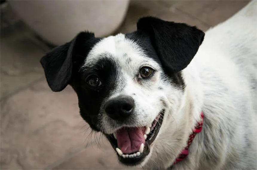 Cisti orali nei cani: sintomi, cure e prevenzione