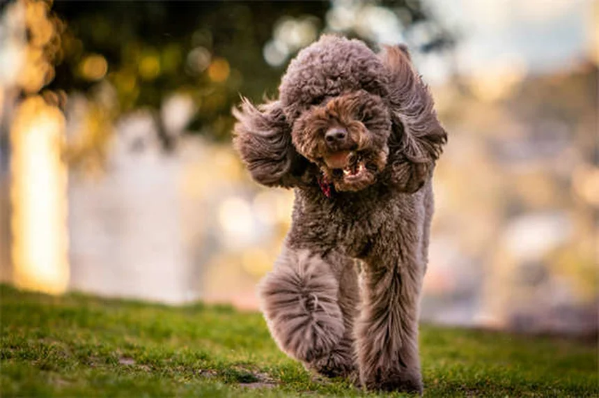 Cisti orali nei cani: sintomi, cure e prevenzione