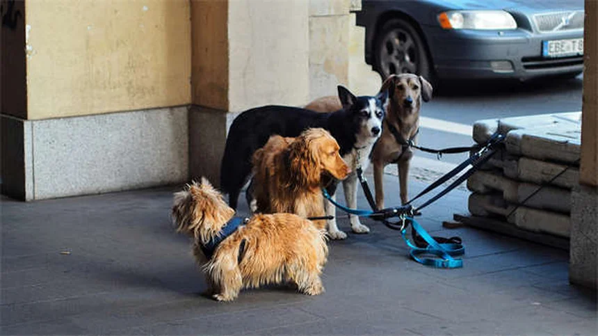 Cisti orali nei cani: sintomi, cure e prevenzione