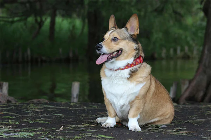 Come prendersi cura di un cane anziano: 5 consigli pratici