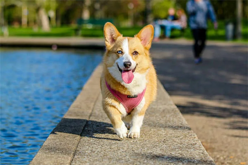 Come prendersi cura di un cane anziano: 5 consigli pratici