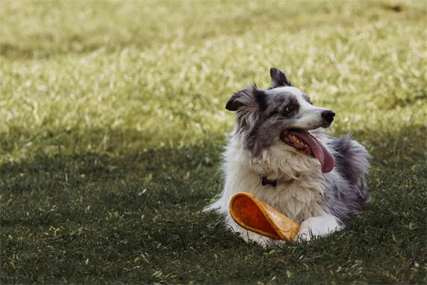 Perché il mio cucciolo mangia la cacca? Scopri le cause e come fermarlo