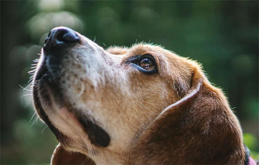 Come far sentire a casa il tuo cucciolo la prima notte: 5 consigli pratici