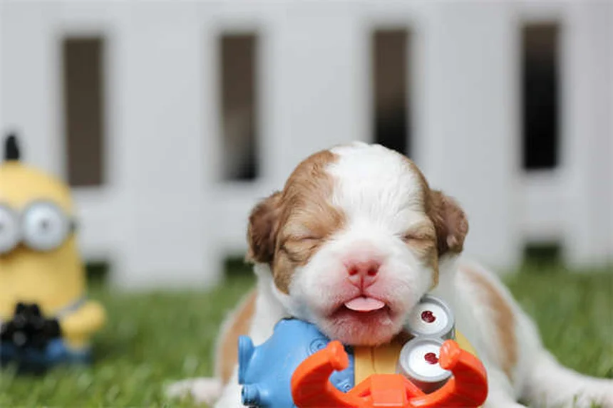 Come Prendersi Cura dei Cuccioli Neonati: Guida Completa per i Primi Giorni
