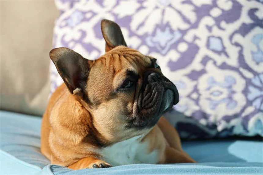5 modi in cui il tuo cane prende le zecche (e come evitarle)