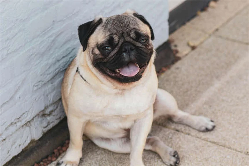 5 modi in cui il tuo cane prende le zecche (e come evitarle)