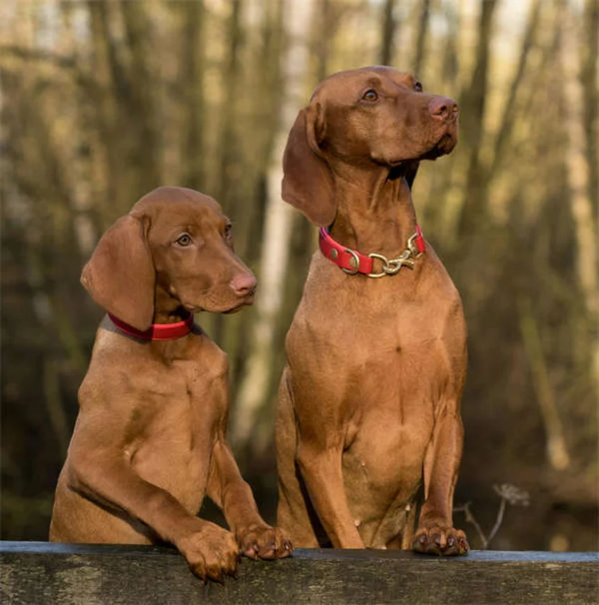 Steroidi per cani: guida completa agli effetti e usi veterinari
