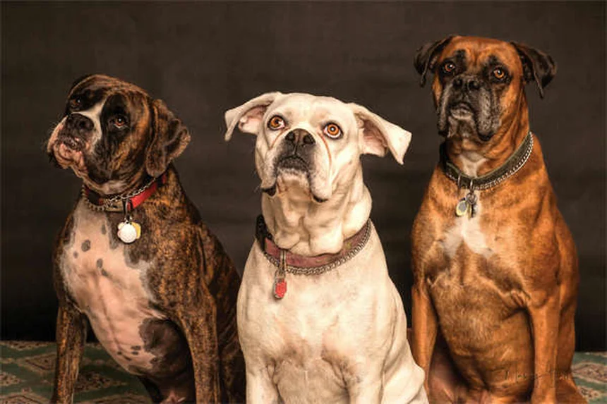 Steroidi per cani: guida completa agli effetti e usi veterinari