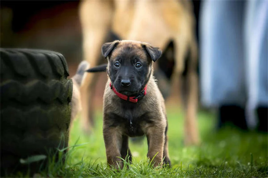 Steroidi per cani: guida completa agli effetti e usi veterinari