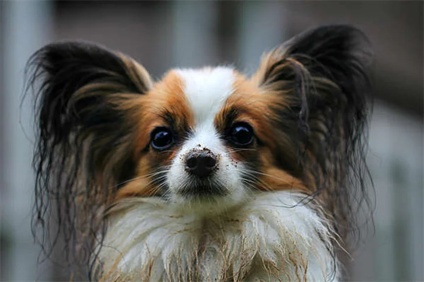 Tresaderm® per cani e gatti: tutto quello che devi sapere