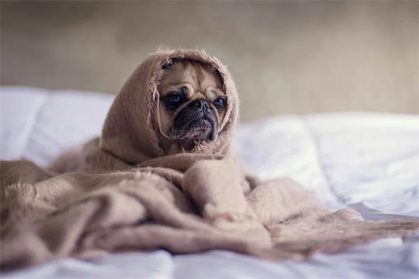 Tresaderm® per cani e gatti: tutto quello che devi sapere