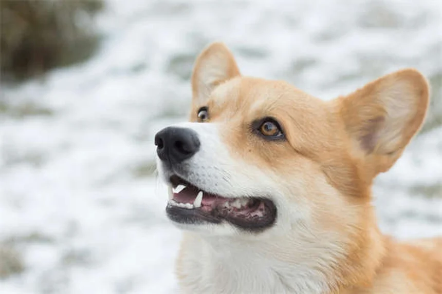 Il mio cane è arrabbiato con me? Scopri la verità!