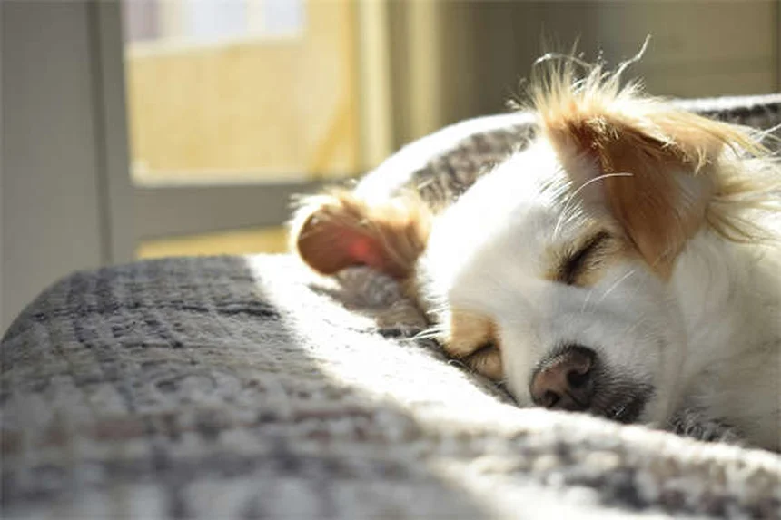 Il mio cane è arrabbiato con me? Scopri la verità!