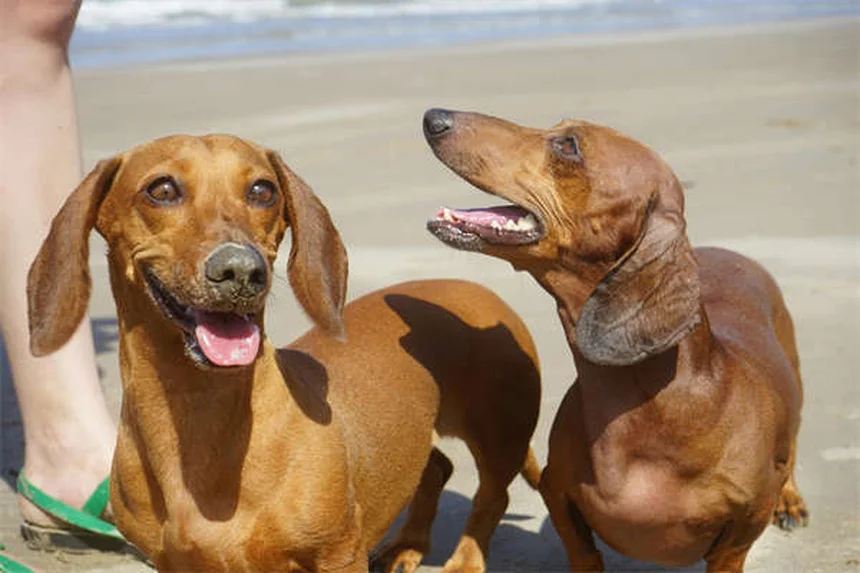 Il mio cane è arrabbiato con me? Scopri la verità!