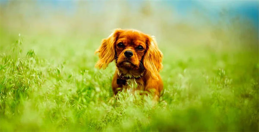 Perché i cani sono davvero i migliori amici dell'uomo? Scopri la scienza dietro questo legame