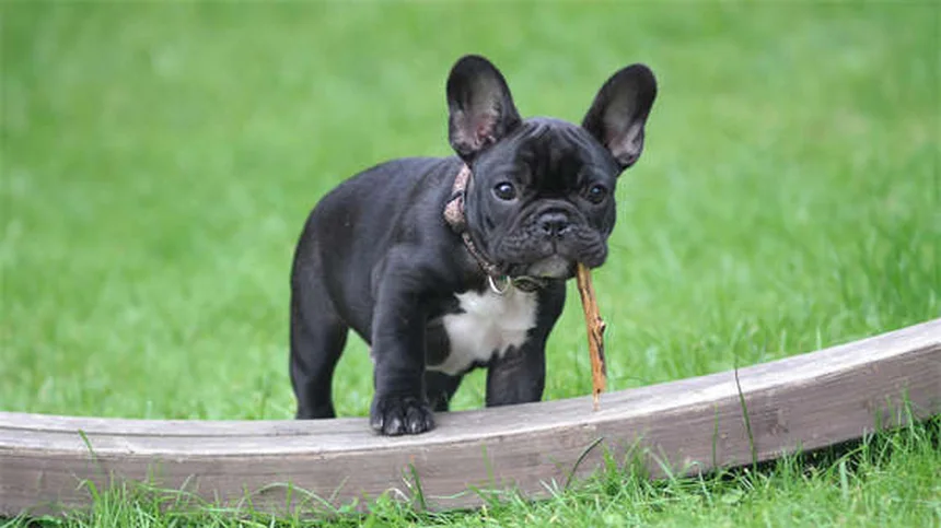Perché i cani sono davvero i migliori amici dell'uomo? Scopri la scienza dietro questo legame