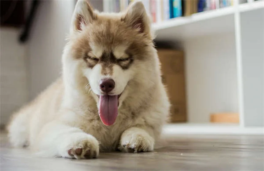 Perché i cani sono davvero i migliori amici dell'uomo? Scopri la scienza dietro questo legame