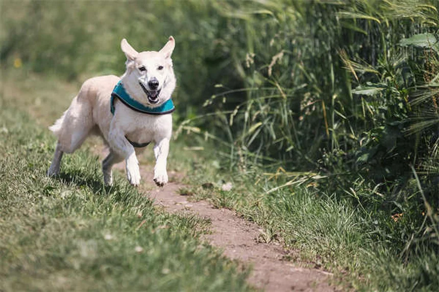Ossitocina e vasopressina nei cani: come influenzano l'aggressività