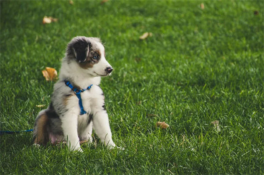 Ossitocina e vasopressina nei cani: come influenzano l'aggressività