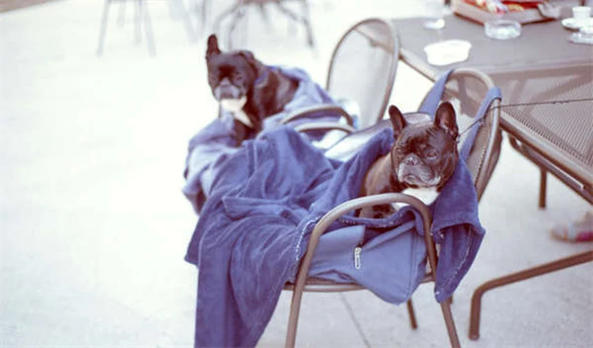 Come Creare la Gabbia per Ratti più Cool e Funzionale