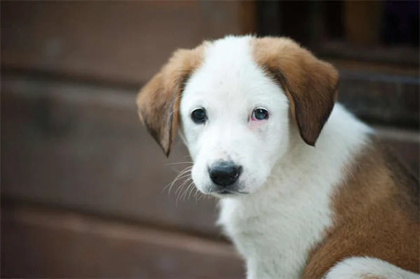Gatto fa pipì fuori dalla lettiera? Ecco come risolvere!