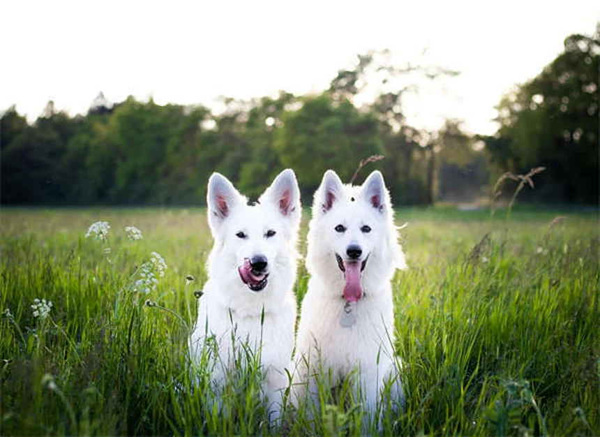 Come Preparare il Tuo Cane o Gatto per le Feste: 5 Consigli Essenziali