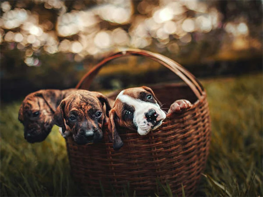 Come Preparare il Tuo Cane o Gatto per le Feste: 5 Consigli Essenziali