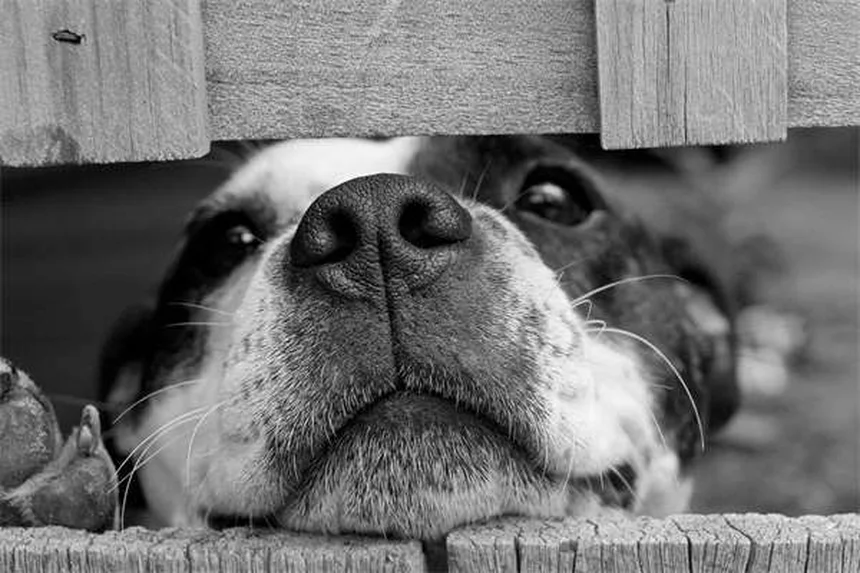 Zoccoli dei puledri: scopri perché sono così strani alla nascita!