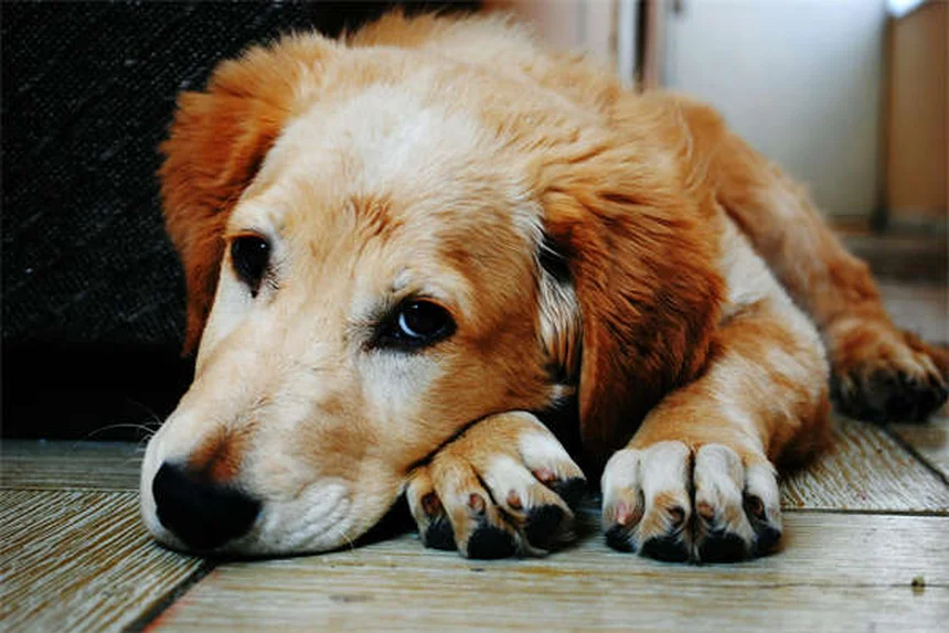 Vaccino Lyme per cani: quando è davvero necessario?