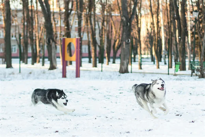 Vaccino Lyme per cani: quando è davvero necessario?