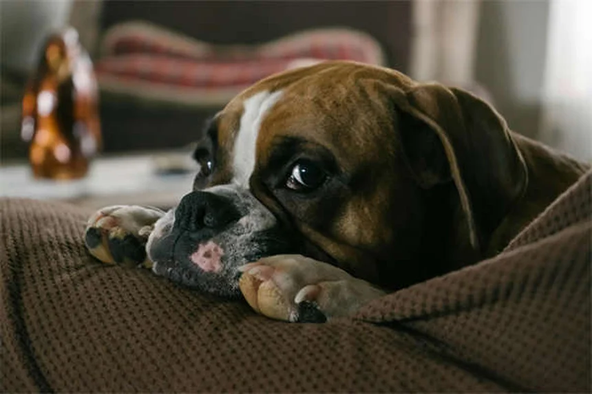 Frutta sicura per cani: guida completa ai rischi e benefici