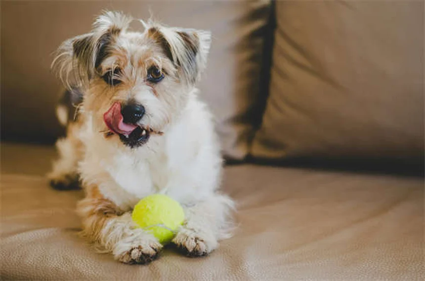 Frutta sicura per cani: guida completa ai rischi e benefici
