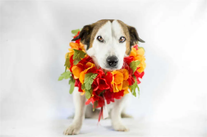 Frutta sicura per cani: guida completa ai rischi e benefici