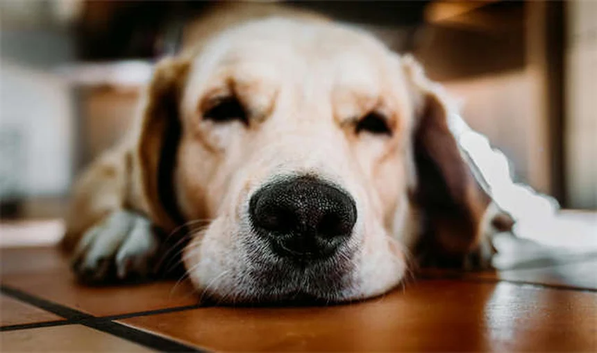 Ricky il barboncino: storia del campione che ha conquistato Crufts