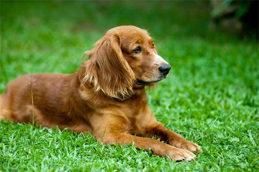 Perché il tuo cane non corrisponde alla descrizione della razza? Scopri la verità!