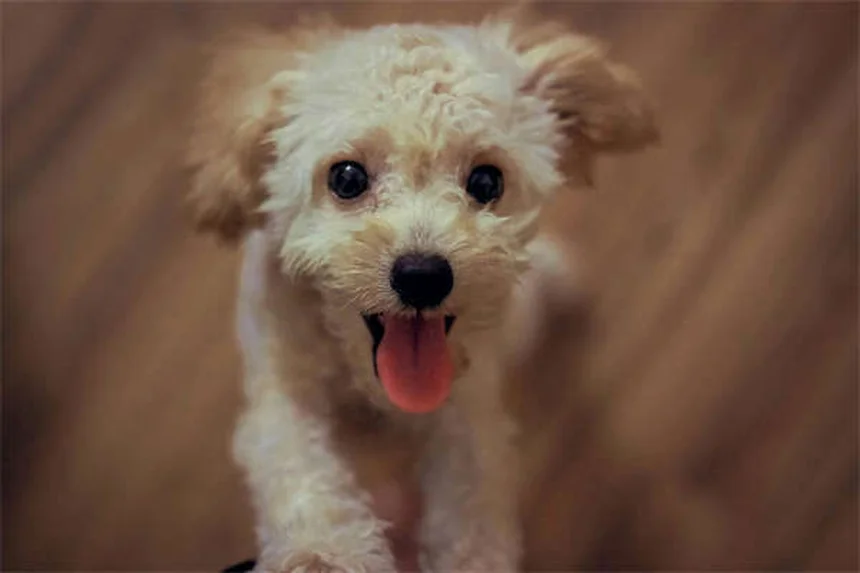 Perché il tuo cane non corrisponde alla descrizione della razza? Scopri la verità!