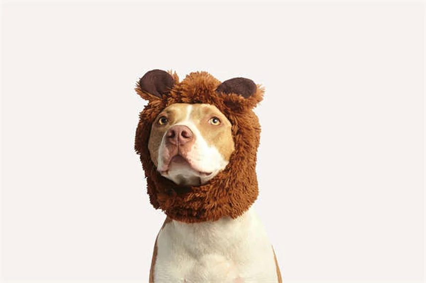 Riabilitazione veterinaria: 5 terapie efficaci per cani e gatti