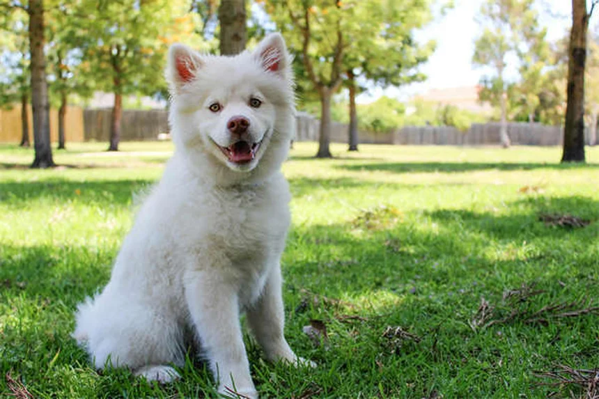 6 Regali per Animali Domestici Approvati dai Veterinari che Li Faranno Impazzire