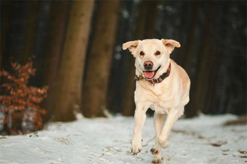Come proteggere cani e gatti dal caldo estivo: 5 consigli salva-vita
