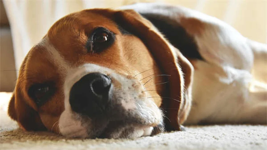 PetMD Symptom Checker: Lo Strumento Veterinario Online per il Tuo Animale