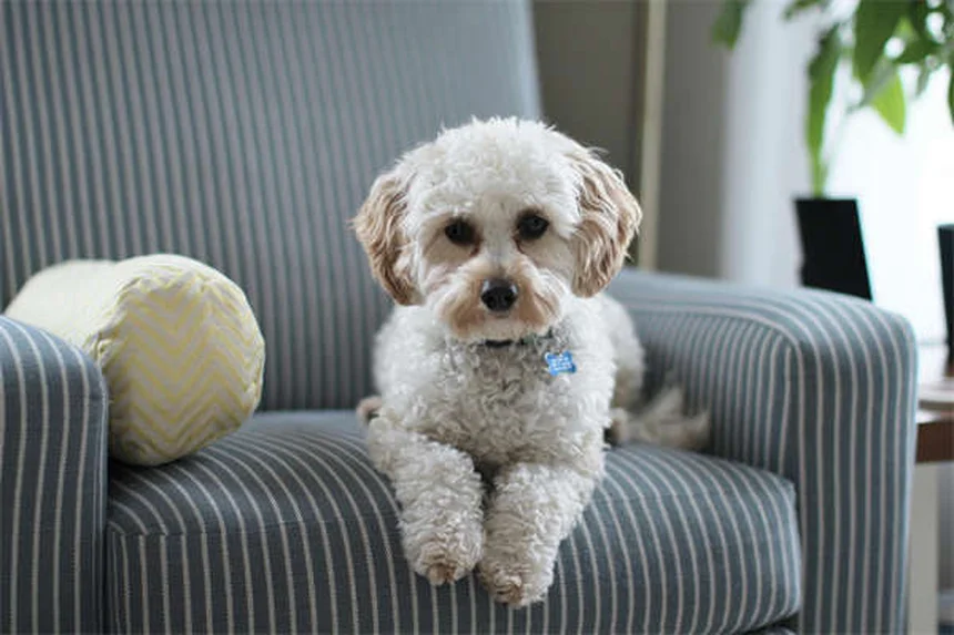 Come trovare un allevatore serio per il tuo cucciolo: guida completa