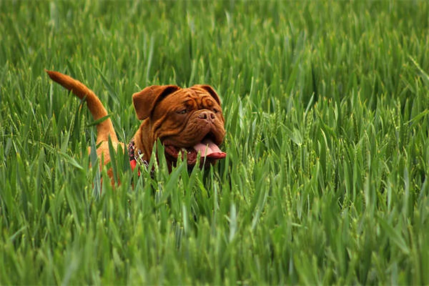 Cani con muso piatto: 5 cure essenziali che devi conoscere