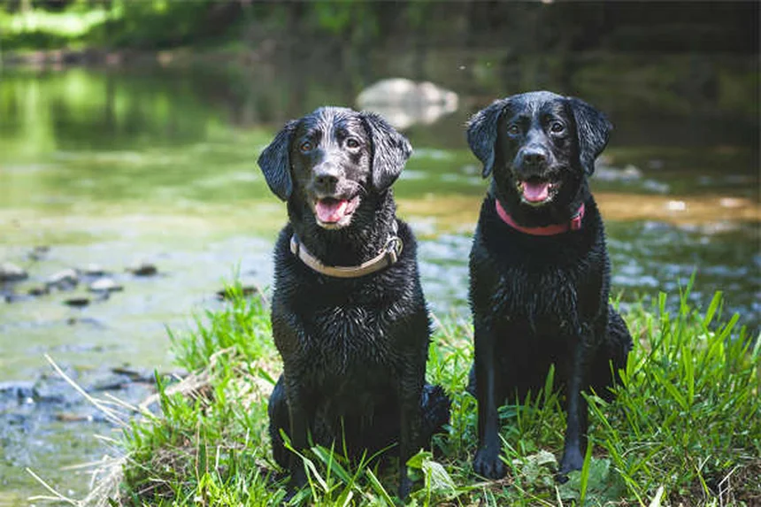 Cani con muso piatto: 5 cure essenziali che devi conoscere
