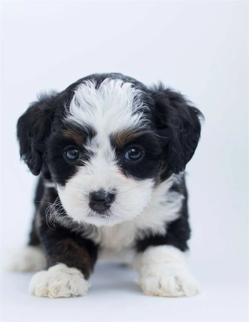 Pulsanti parlanti per cani: come insegnare a Fido a "parlare"