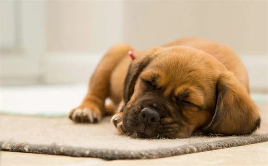 Pulsanti parlanti per cani: come insegnare a Fido a "parlare"